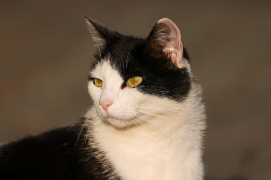 portrait image of a domesticated black and white colored cat