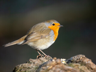 Rotkehlchen (Erithacus rubecula)