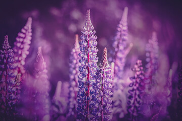 A field of bright, fragrant purple lupine flowers that grow in the warm summer.