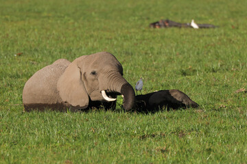 Naklejka na ściany i meble a baby elephant with its mother in the green swamp of Amboseli NP