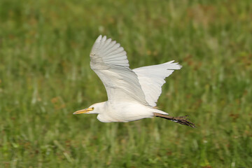 a flying great egret in Amboseli NP