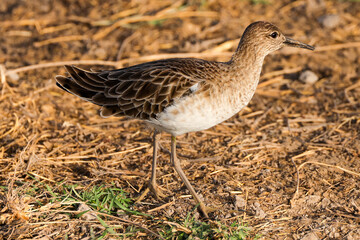 a single ruff bird in Amboseli NP