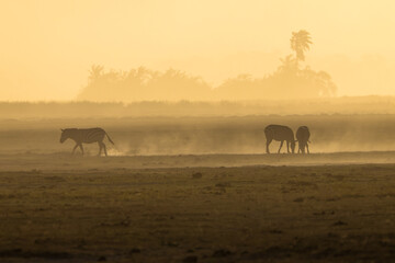 Fototapeta premium zebras in a dust storm in Amboseli NP