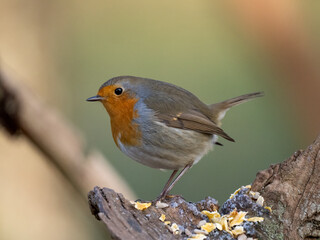 Rotkehlchen (Erithacus rubecula)