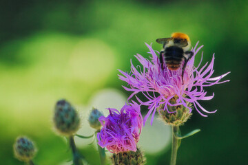 Bumblebee on a Flower - Biene - Hummel - Bee - Bumblebee - Wild Flower - Purple - Meadow - Blossom - Close Up - High quality photo