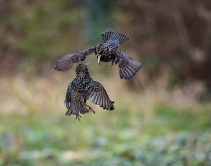 Star (Sturnus vulgaris)