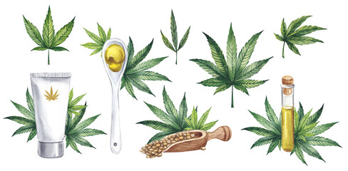 Leaves different types of Cannabis (sativa, indica). Medicinal plant Marijuana plants with leaves. Hemp seeds and oil. Watercolor hand drawn painting illustration isolated on transparent background.