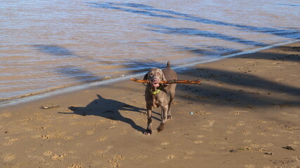 Perro de raza Weimaraner jugando con un palo al lado del rio o lago