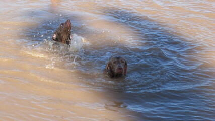 Fototapeta premium Perros de raza Weimaraners jugando en el agua