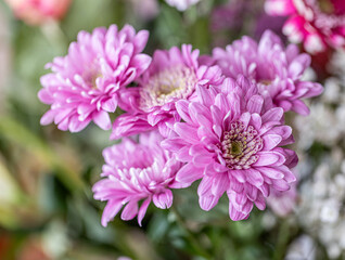 Detail of purple Single chrysanthemum flower close up short. Pink chrysanthemum flower in the garden.