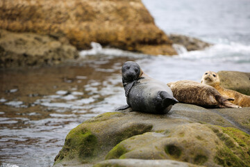 Naklejka premium Seal on the rocks