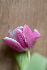 one pink tulip flower lying on the floor