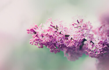 Obraz premium Beautiful delicate pink lilac flowers bloom on a bright spring day. The beauty of nature. Flora.