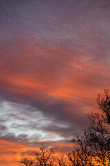 A stunning pink, orange and violet clouds at sunrise sky behind trees, sunset background