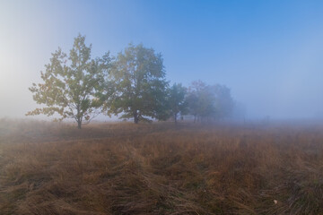 misty morning in the forest