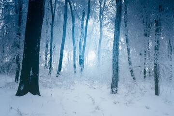 blue winter woods fantasy landscape