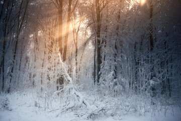 sun rays in the woods on winter morning