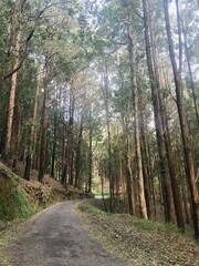 path in the forest scenery area