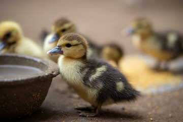 Crianza de patos en casa 