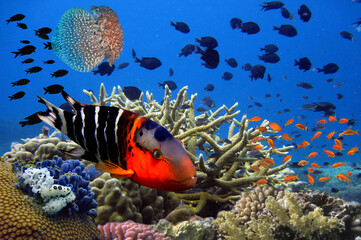 Underwater image of coral reef and tropical fishes - 716921518