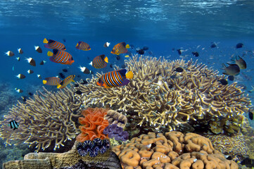 Wonderful and beautiful underwater world with corals and tropical fish - 716921521