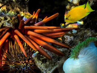 Red Sea Urchin (Strongylocentrotus franciscanus) - 716921568