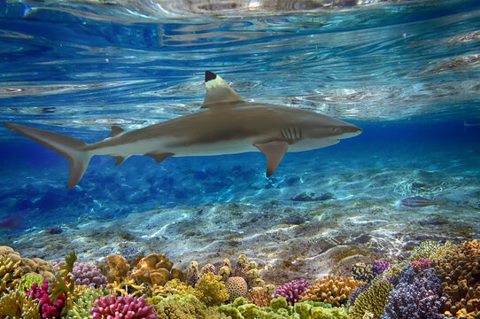 Grey reef shark swimming among coral reef in the wild