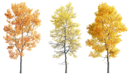 Acer buergerianum 8k png