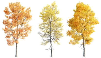 Fototapete Wasserfälle Acer buergerianum 8k png  © DH Tree Stock