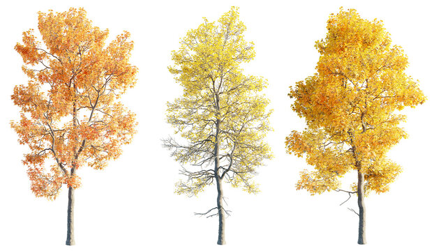 Acer buergerianum 8k png