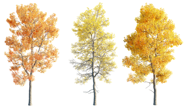 Acer buergerianum 8k png