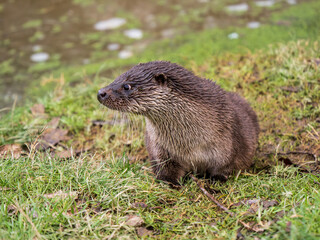 Otter on a Grass Bank