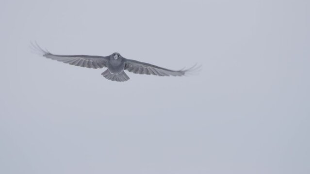 Common raven bird in flight in slow motion, black raven bird flying in sky Corvus corax