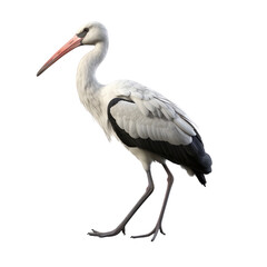 Stork clip art