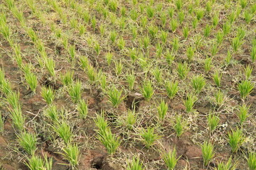 Rice seedlings in the field, closeup of photo.