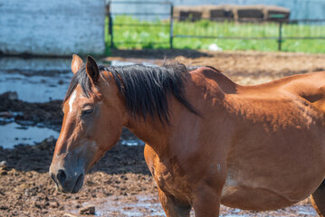 Fototapeta premium Beautiful thoroughbred horses on a ranch field.