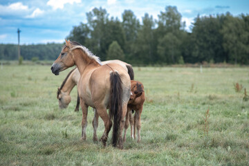 Obraz na płótnie Canvas Beautiful thoroughbred horses on a ranch field.