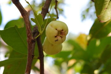Water Apple Fruit Asian Favorite