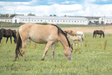 Obraz na płótnie Canvas Beautiful thoroughbred horses on a ranch field.