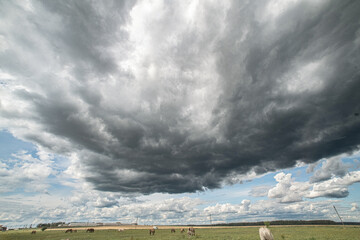 Beautiful thoroughbred horses on a ranch field.