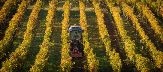 Vineyard landscape, tractor in Vineyard south west of France, Bordeaux Vineyard. High quality photo