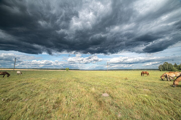 Beautiful thoroughbred horses on a ranch field.