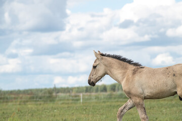 Obraz premium Beautiful thoroughbred horses on a ranch field.
