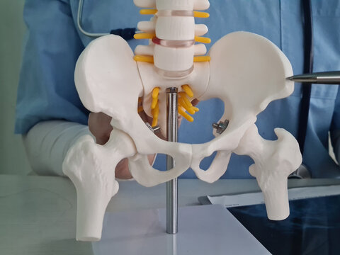 Anatomical model of the lumbar spine with pelvic bone