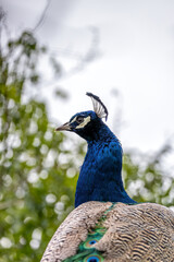 Fototapeta premium Indian Peafowl (Pavo cristatus) in India