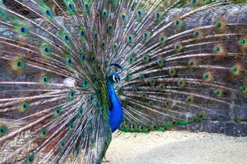 Obraz premium Indian Peafowl (Pavo cristatus) in India