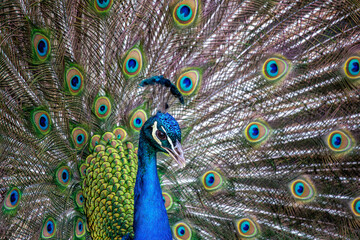 Obraz premium Indian Peafowl (Pavo cristatus) in India