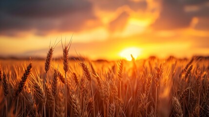 Obraz premium beautiful landscape a wheat field