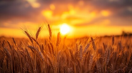 Obraz premium beautiful landscape of a wheat field with a beautiful sunset with rays of the sun during the day