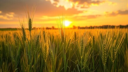 Fototapeta premium beautiful landscape of a wheat field with a beautiful sunset with rays of the sun during the day in high resolution and sharpness